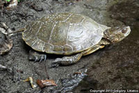 Pacific Pond Turtle