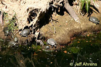 Pacific Pond Turtle