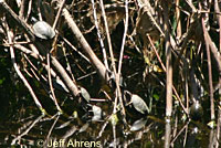 Pacific Pond Turtle