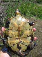 Pacific Pond Turtle