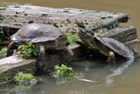 Pacific Pond Turtle