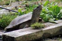 Pacific Pond Turtle