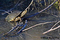 Pacific Pond Turtle