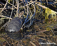 Pacific Pond Turtle