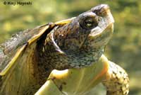 Pacific Pond Turtle