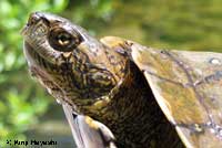 Pacific Pond Turtle