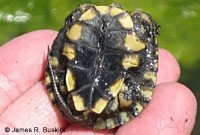 Pacific Pond Turtle