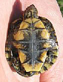 Pacific Pond Turtle