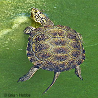 Pacific Pond Turtle