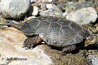 Pacific Pond Turtle