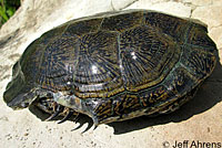 Pacific Pond Turtle