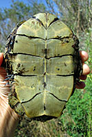 Pacific Pond Turtle