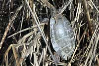 Pacific Pond Turtle