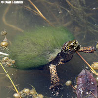 Pacific Pond Turtle