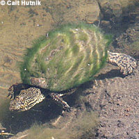 Pacific Pond Turtle