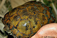 Red-eared Slider