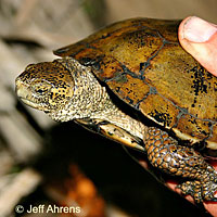 Red-eared Slider