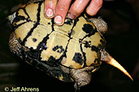 Red-eared Slider