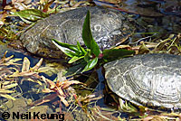 Pacific Pond Turtle