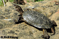 Pacific Pond Turtle