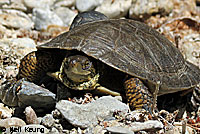 Pacific Pond Turtle