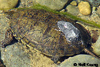 Pacific Pond Turtle