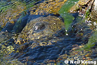 Pacific Pond Turtle