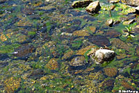 Pacific Pond Turtle