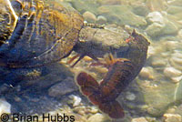 Pacific Pond Turtles