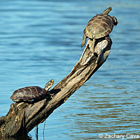 Pacific Pond Turtle