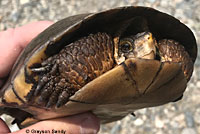 Pacific Pond Turtle