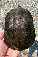 Pacific Pond Turtle