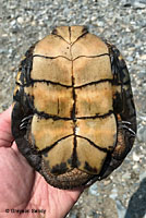 Pacific Pond Turtle