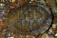 Northern Western Pond Turtle