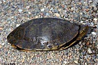 Northern Western Pond Turtle