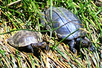 Pacific Pond Turtle