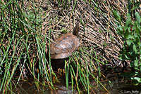 Pacific Pond Turtle