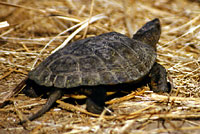 Pacific Pond Turtle