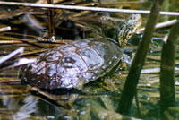 Pacific Pond Turtle