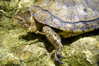 Pacific Pond Turtle