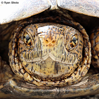 Pacific Pond Turtle