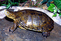 Pacific Pond Turtle