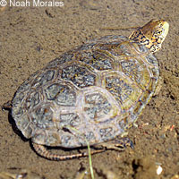 Pacific Pond Turtle