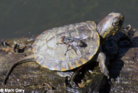 Pacific Pond Turtle