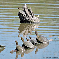 Pacific Pond Turtle