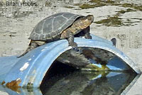 Pacific Pond Turtle