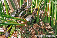 Pacific Pond Turtle