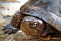 Pacific Pond Turtle