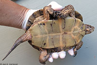 Pacific Pond Turtle