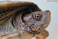 Pacific Pond Turtle